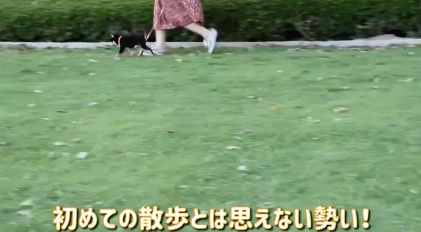 「生後3ヵ月の柴犬の初散歩が、かなりの堂々ぶり。しかし唯一足が止まった瞬間が、アノ相手に遭遇した時だった…！【動画】」の画像