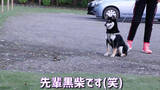 「生後3ヵ月の柴犬の初散歩が、かなりの堂々ぶり。しかし唯一足が止まった瞬間が、アノ相手に遭遇した時だった…！【動画】」の画像7