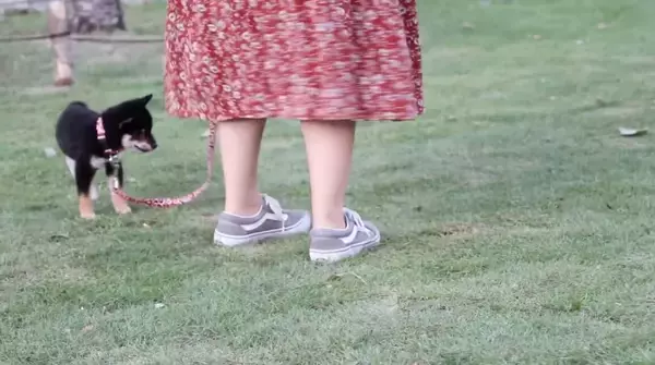 「生後3ヵ月の柴犬の初散歩が、かなりの堂々ぶり。しかし唯一足が止まった瞬間が、アノ相手に遭遇した時だった…！【動画】」の画像