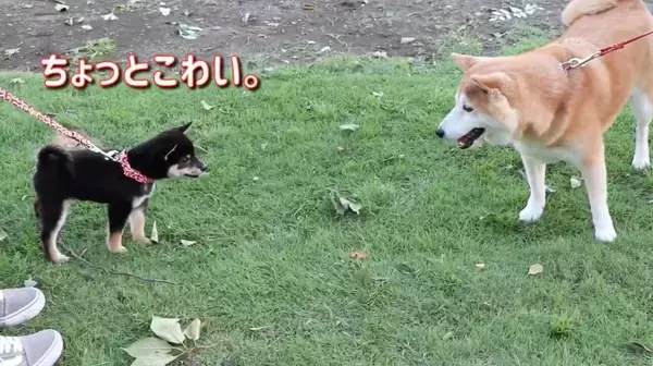「生後3ヵ月の柴犬の初散歩が、かなりの堂々ぶり。しかし唯一足が止まった瞬間が、アノ相手に遭遇した時だった…！【動画】」の画像