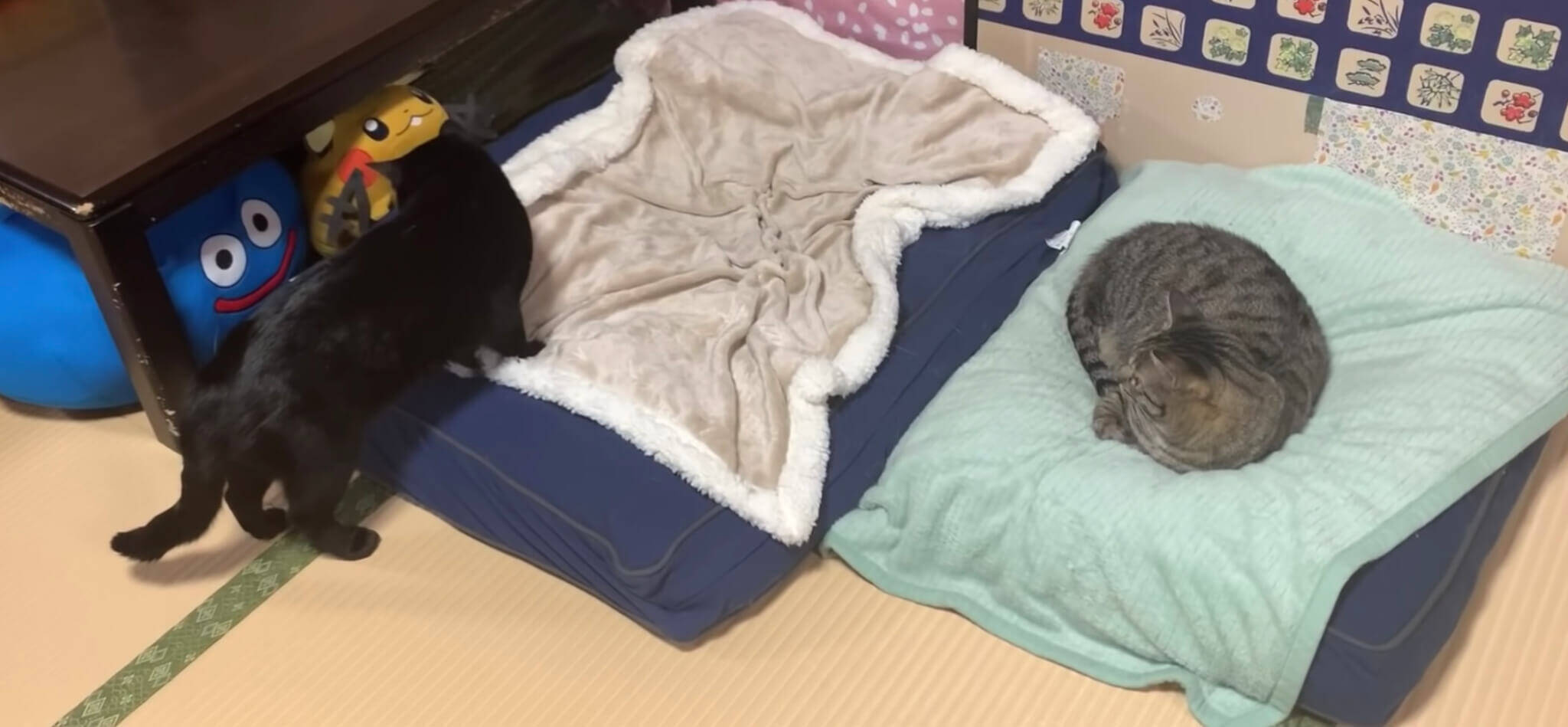 自分の寝床に猫が寝てた 悲しすぎて声もでないのか ただただ悲壮感を放って見つめ続ける柴犬 動画 年1月30日 エキサイトニュース