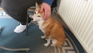 「手が止まってますよ。」撫でるのをやめると、お知らせと言う名の催促をしてくる、可愛すぎる柴犬。【動画】