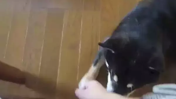 「「手が止まってますよ。」撫でるのをやめると、お知らせと言う名の催促をしてくる、可愛すぎる柴犬。【動画】」の画像