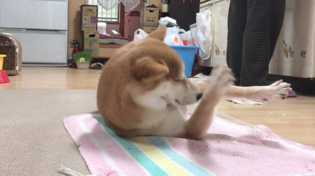 ヒーターの魔力に取りつかれ、ベスポジを陣取って動かなくなった柴犬さんが、超気持ち良さそうだ。【動画】