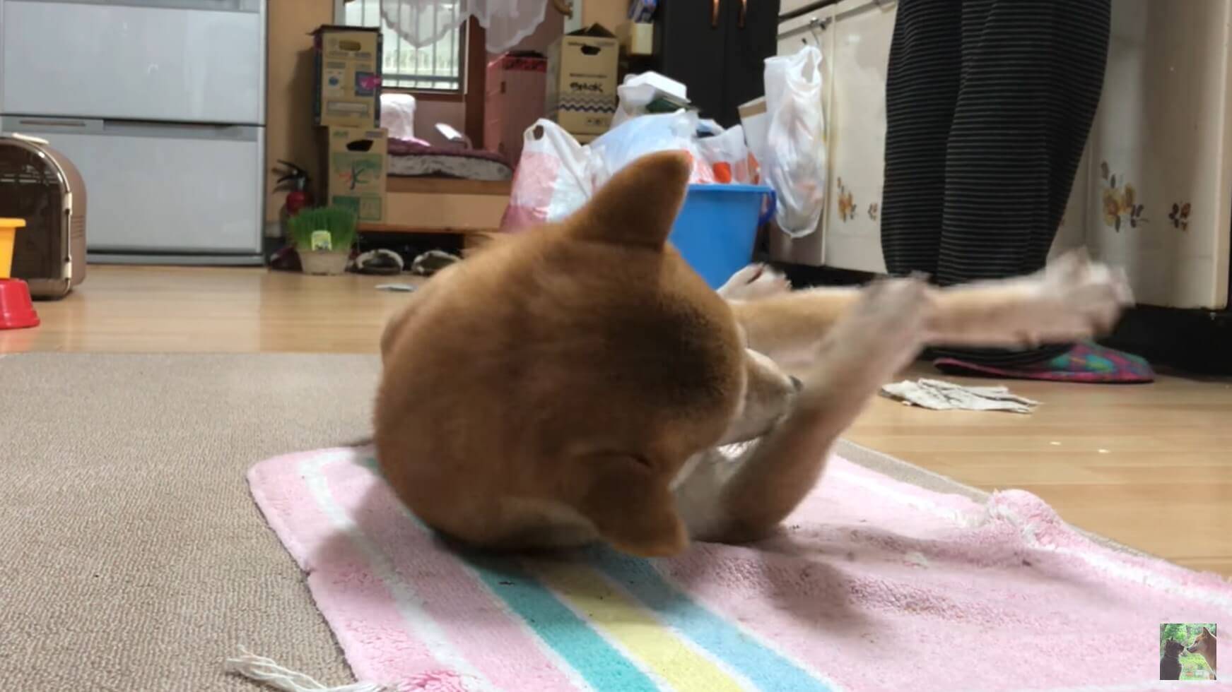 ヒーターの魔力に取りつかれ、ベスポジを陣取って動かなくなった柴犬さんが、超気持ち良さそうだ。【動画】