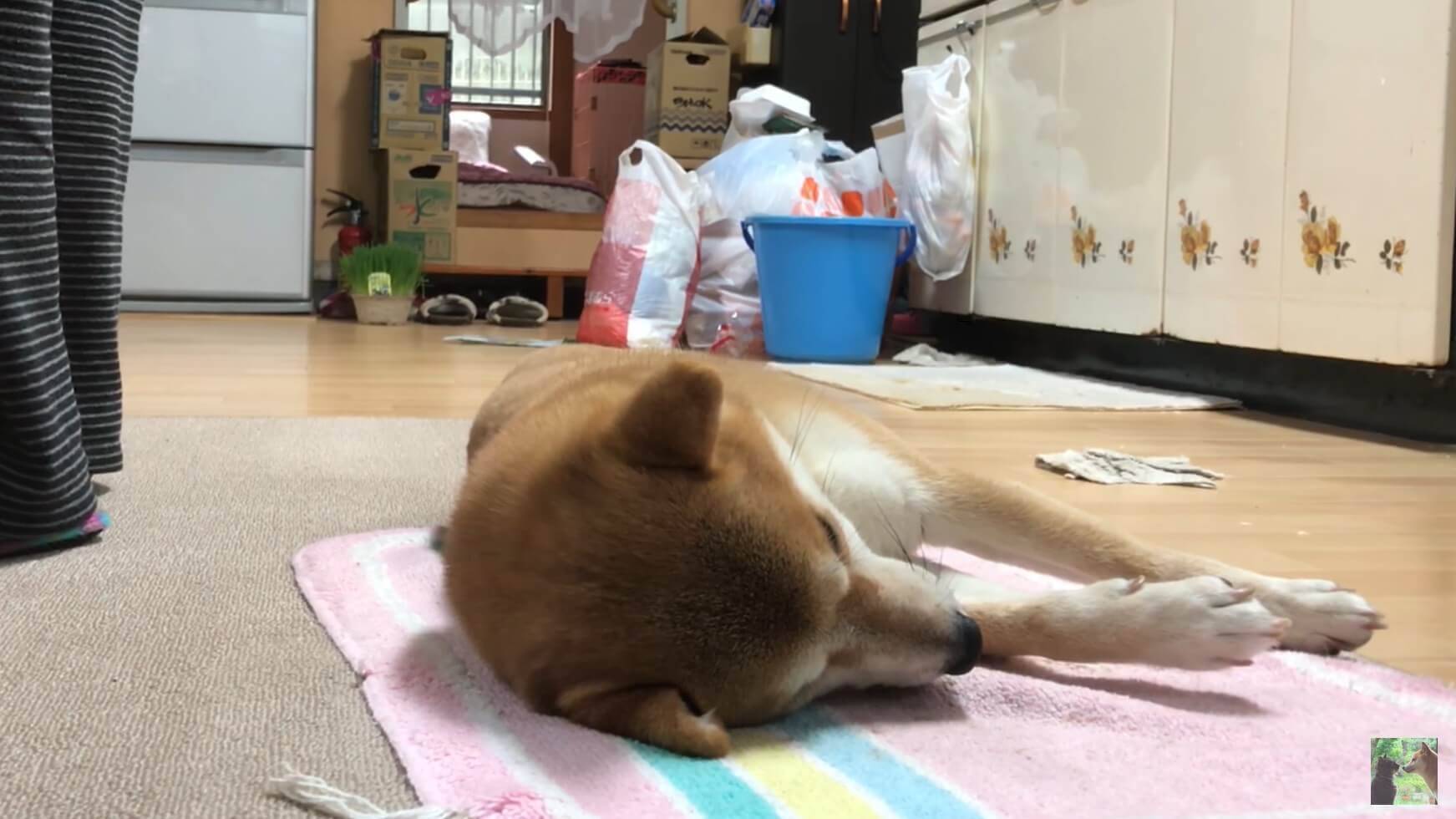 ヒーターの魔力に取りつかれ、ベスポジを陣取って動かなくなった柴犬さんが、超気持ち良さそうだ。【動画】