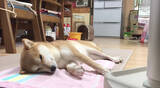「ヒーターの魔力に取りつかれ、ベスポジを陣取って動かなくなった柴犬さんが、超気持ち良さそうだ。【動画】」の画像5