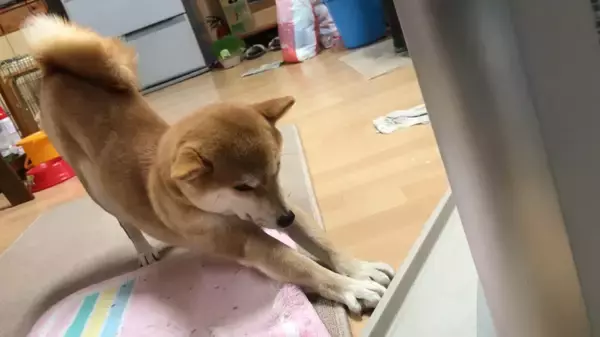 「ヒーターの魔力に取りつかれ、ベスポジを陣取って動かなくなった柴犬さんが、超気持ち良さそうだ。【動画】」の画像