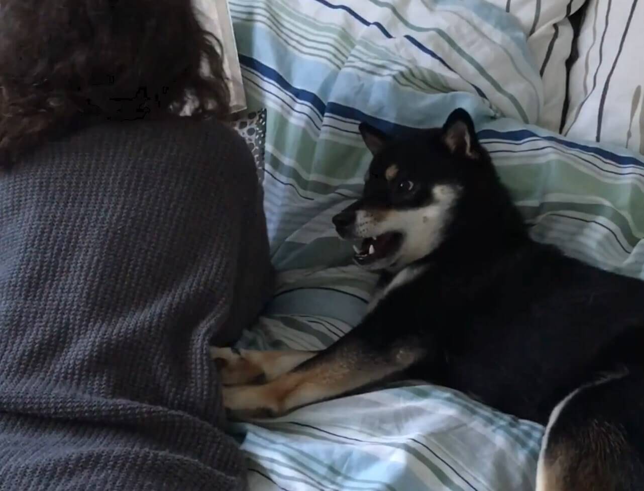 遊んでよぉ かまってちゃんな柴犬の前ではゆっくり読書すらできない って何それ 羨ましい 動画 年2月16日 エキサイトニュース