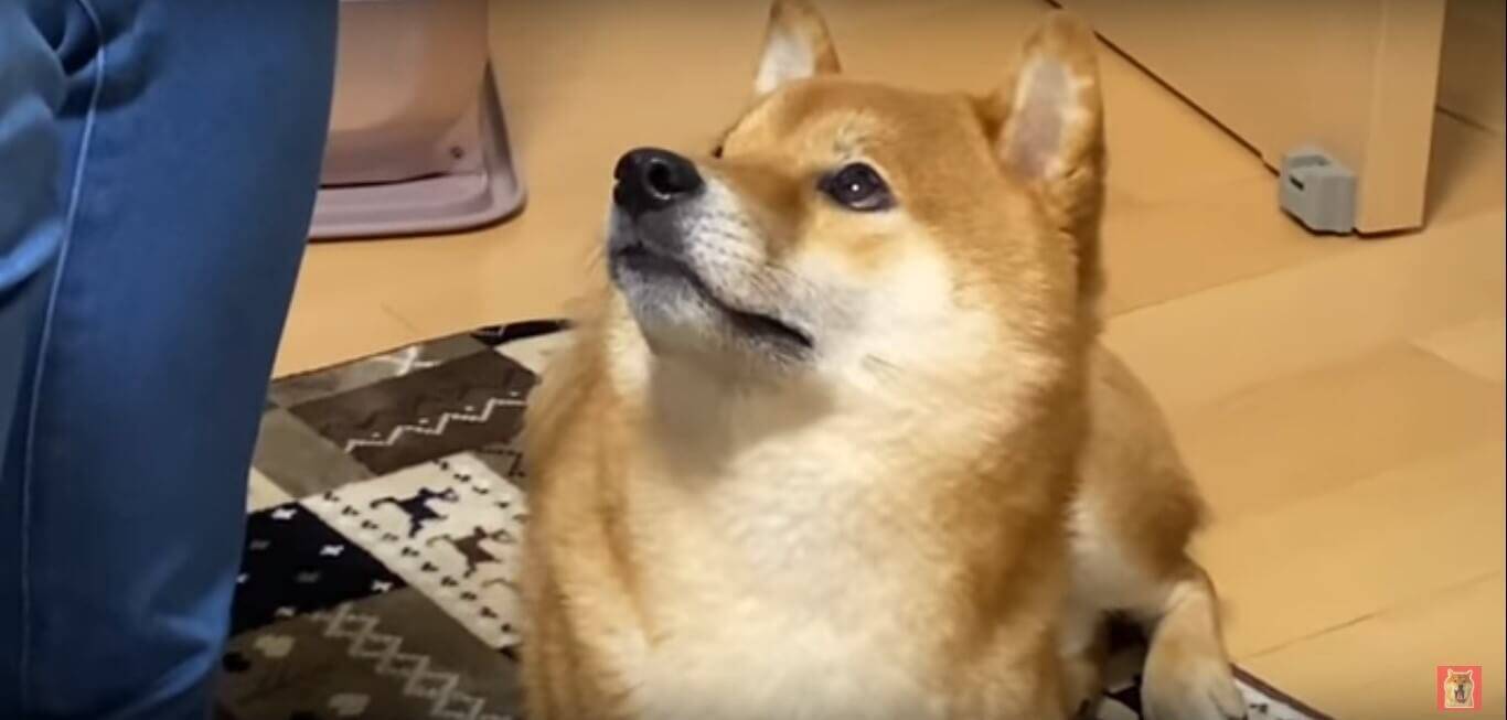 ぼくも食べたい 欲望をぐっと我慢する柴犬のお顔が 絵に描いたようなおねだり顔で もうたまらん 動画 年2月1日 エキサイトニュース 2 2