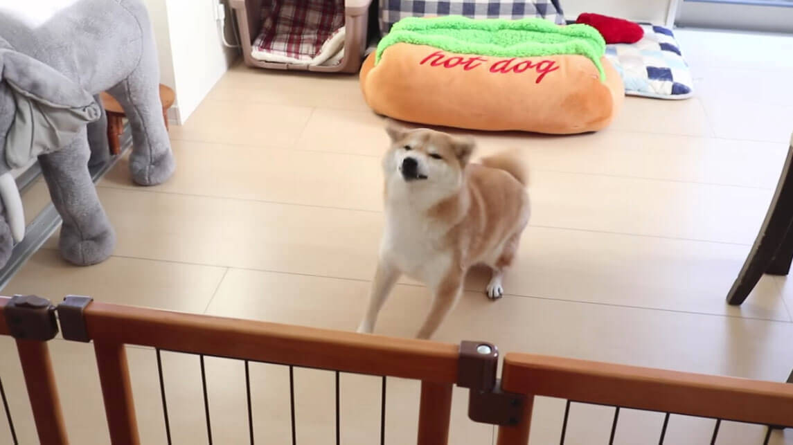 大好きな人が急にお家にやってきた！超絶優しいニッコリ顔で迎えてくれた柴犬が、最高にカワだ！【動画】