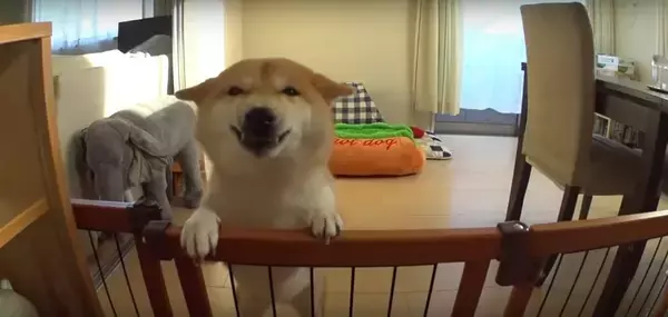 「大好きな人が急にお家にやってきた！超絶優しいニッコリ顔で迎えてくれた柴犬が、最高にカワだ！【動画】」の画像