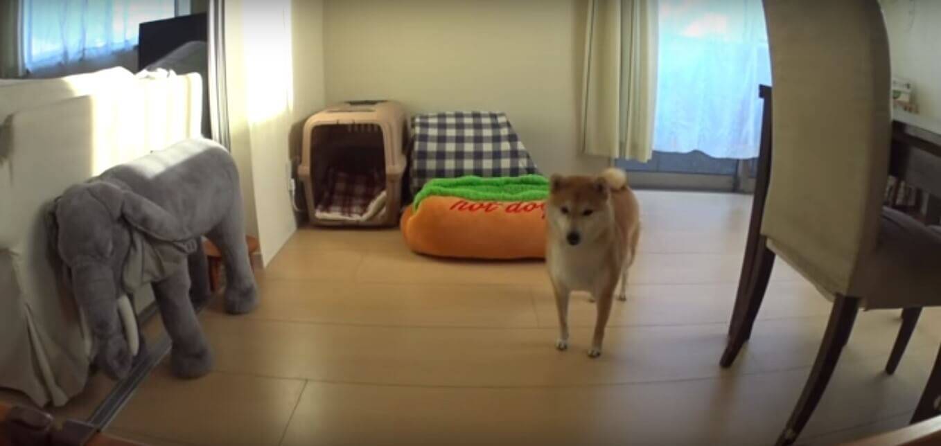 大好きな人が急にお家にやってきた！超絶優しいニッコリ顔で迎えてくれた柴犬が、最高にカワだ！【動画】