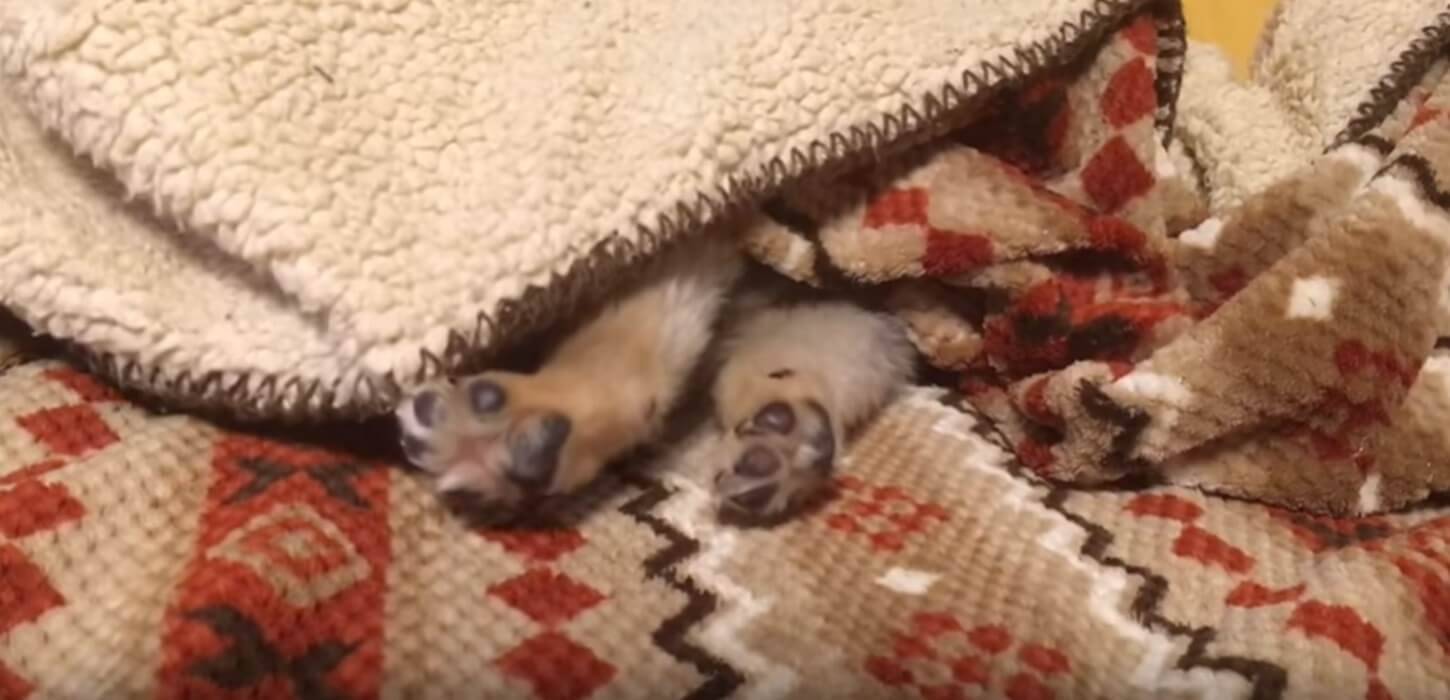 もう撮影やめて〜と、文字通り『閉店ガラガラ』をしてカメラを阻止した柴犬の子犬に悶絶確定。【動画】