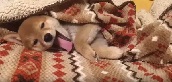 もう撮影やめて〜と、文字通り『閉店ガラガラ』をしてカメラを阻止した柴犬の子犬に悶絶確定。【動画】