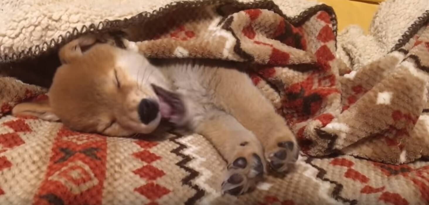 もう撮影やめて〜と、文字通り『閉店ガラガラ』をしてカメラを阻止した柴犬の子犬に悶絶確定。【動画】