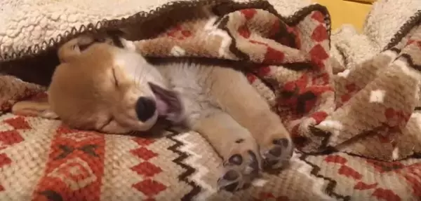 「もう撮影やめて〜と、文字通り『閉店ガラガラ』をしてカメラを阻止した柴犬の子犬に悶絶確定。【動画】」の画像