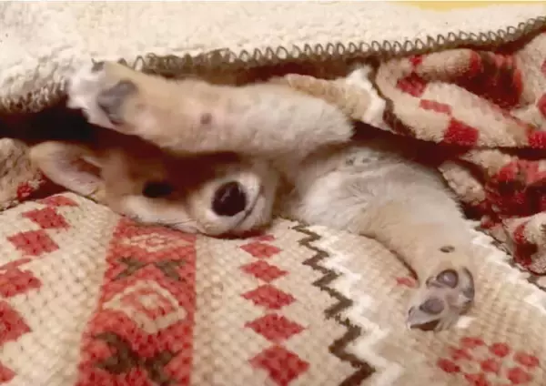 「もう撮影やめて〜と、文字通り『閉店ガラガラ』をしてカメラを阻止した柴犬の子犬に悶絶確定。【動画】」の画像