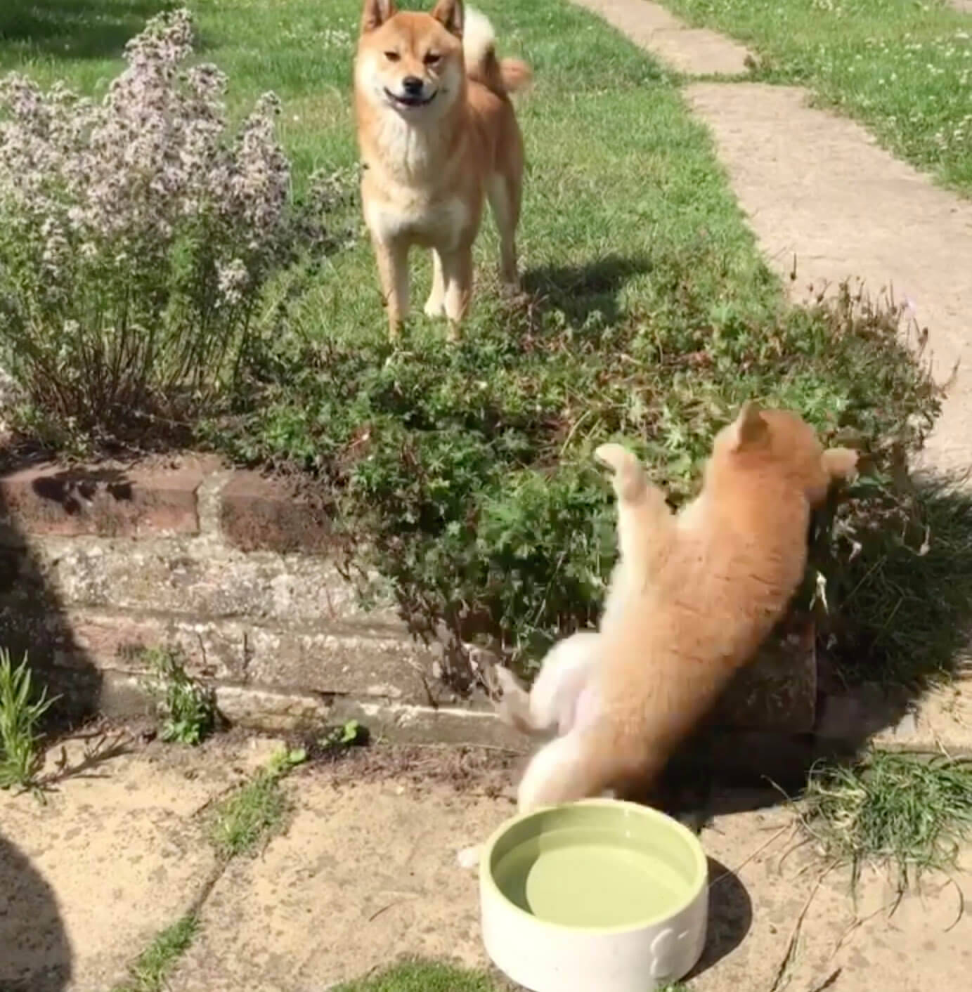 アッ 笑っちゃいけないが笑っちゃう 柴犬がふいにコケた瞬間動画3選 おドジも可愛いのうち 年2月6日 エキサイトニュース