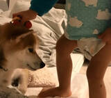 「人間の赤ちゃんの、予測できない動きにタジタジな柴犬。それでも怒らず受け入れる姿に、完全に胸アツ。【動画】」の画像4