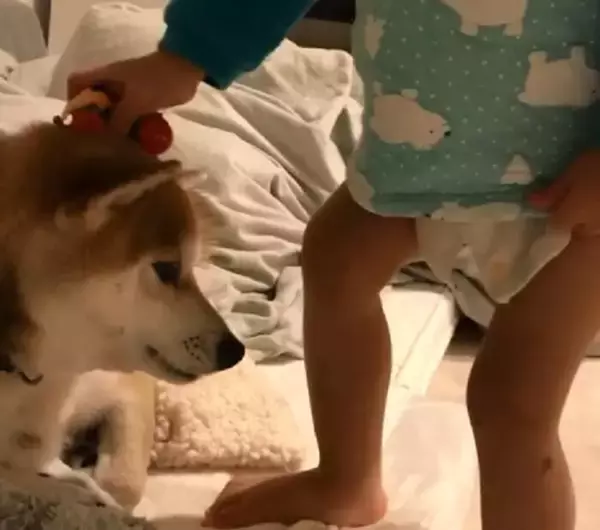 「人間の赤ちゃんの、予測できない動きにタジタジな柴犬。それでも怒らず受け入れる姿に、完全に胸アツ。【動画】」の画像