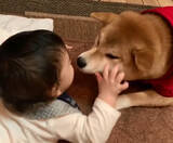 「人間の赤ちゃんの、予測できない動きにタジタジな柴犬。それでも怒らず受け入れる姿に、完全に胸アツ。【動画】」の画像3