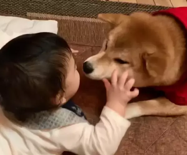 「人間の赤ちゃんの、予測できない動きにタジタジな柴犬。それでも怒らず受け入れる姿に、完全に胸アツ。【動画】」の画像