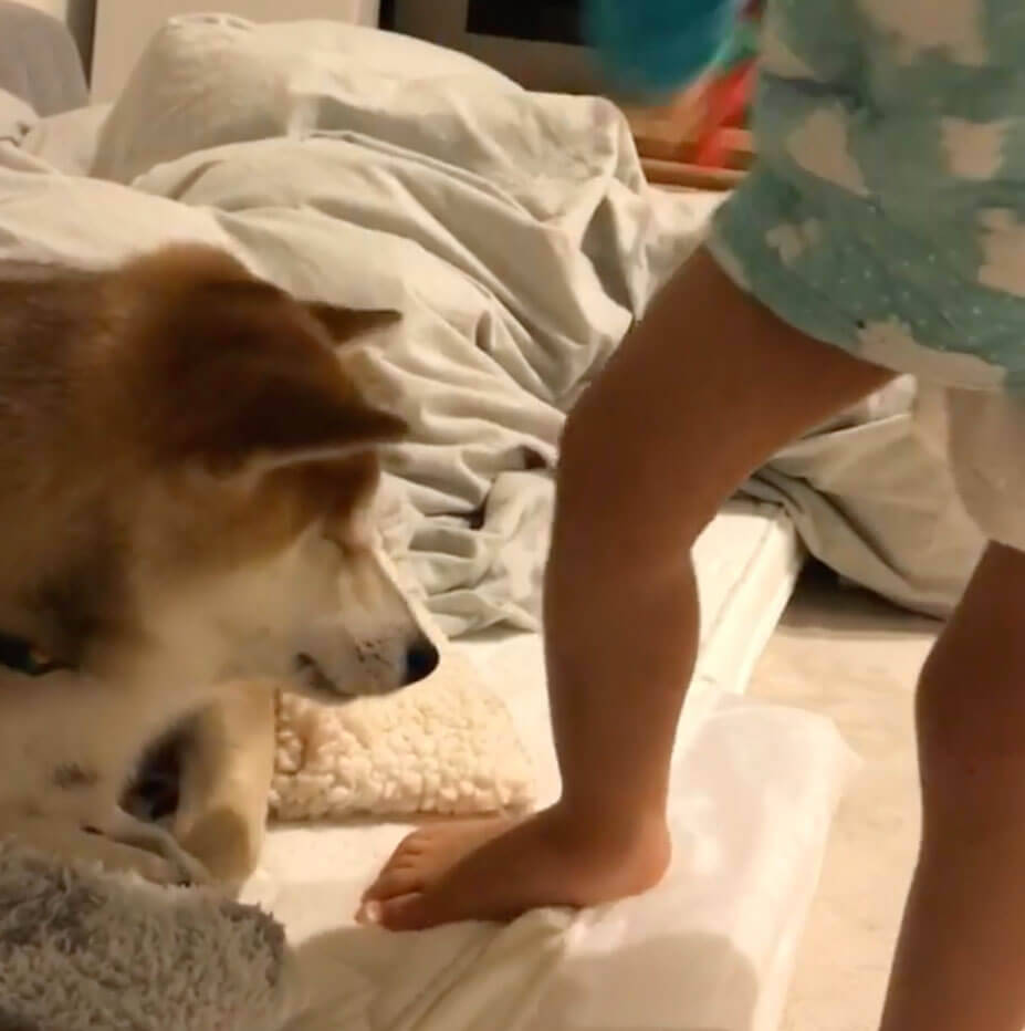 人間の赤ちゃんの、予測できない動きにタジタジな柴犬。それでも怒らず受け入れる姿に、完全に胸アツ。【動画】