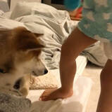 「人間の赤ちゃんの、予測できない動きにタジタジな柴犬。それでも怒らず受け入れる姿に、完全に胸アツ。【動画】」の画像5