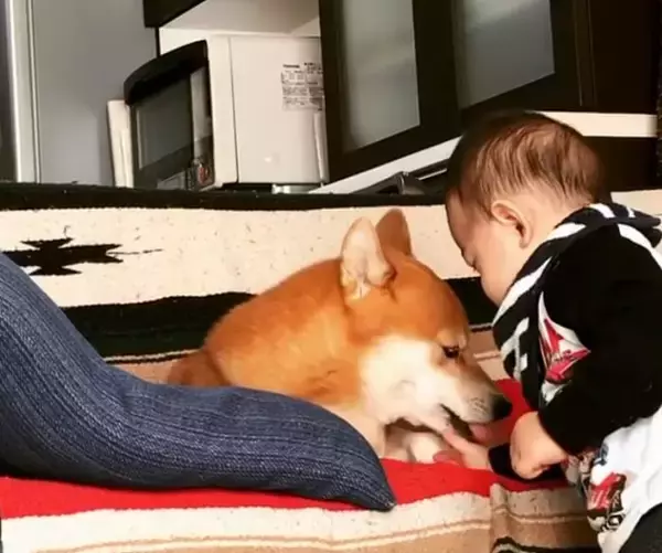 「人間の赤ちゃんの、予測できない動きにタジタジな柴犬。それでも怒らず受け入れる姿に、完全に胸アツ。【動画】」の画像
