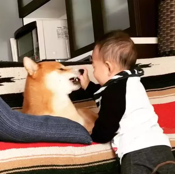 人間の赤ちゃんの、予測できない動きにタジタジな柴犬。それでも怒らず受け入れる姿に、完全に胸アツ。【動画】