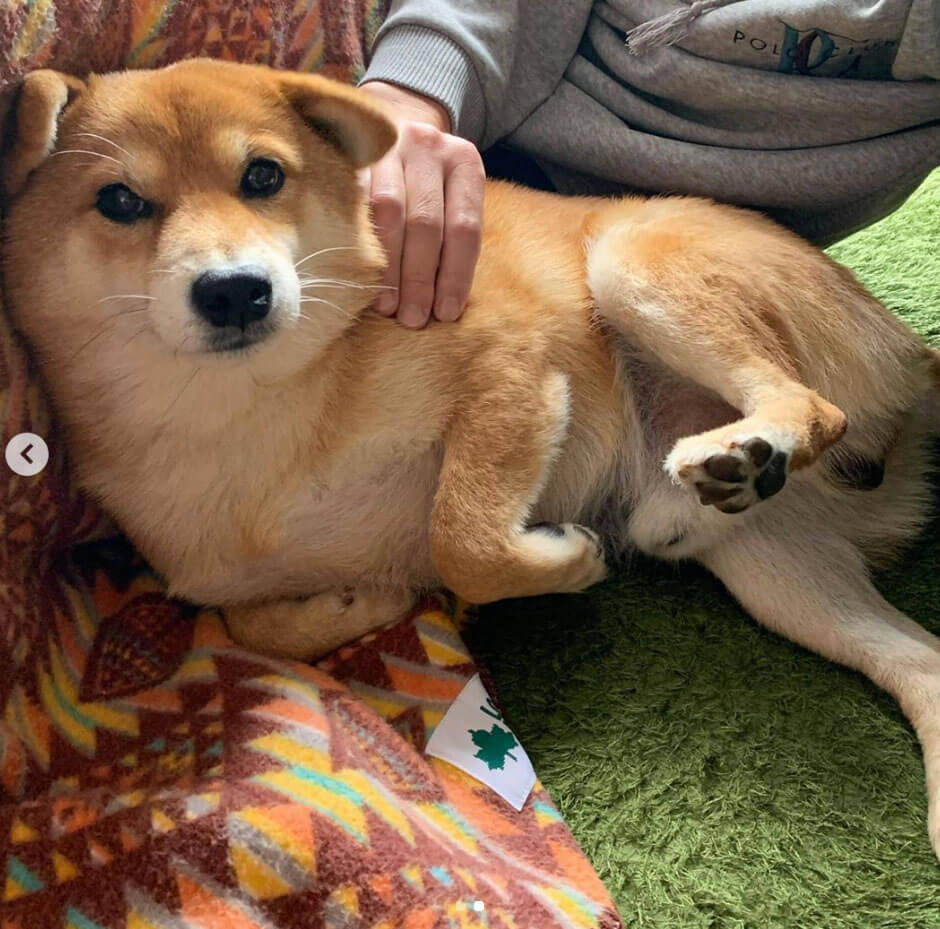 パチン なんか柴犬がウィンクしてくるんですけど キュン死したい方 どうぞご覧あれ 動画あり 年2月10日 エキサイトニュース パチン なんか柴犬がウィンクしてくるんですけど キュン死したい方 どうぞご覧あれ 動画あり 年2月10日 エキサイトニュース