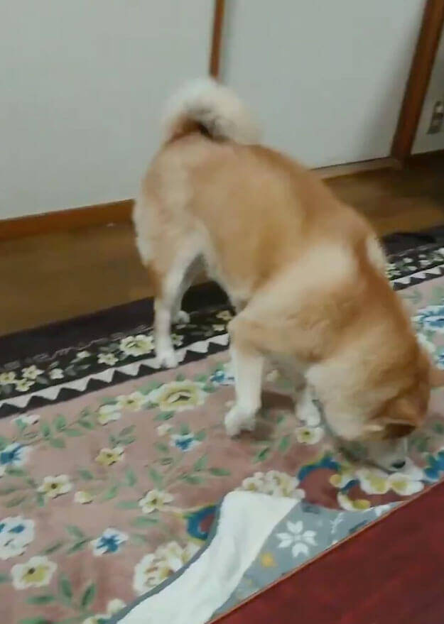 どんどん離れてるよ オヤツに体をスリスリする儀式が下手っぴな柴犬を とにかくあたたかく見守る 動画 年2月5日 エキサイトニュース