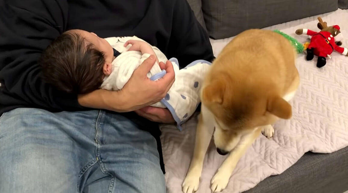 パパに抱っこされる赤ちゃんに嫉妬して、ジリジリとお膝の上に侵食していく柴犬が可愛いすぎる【動画】 (2020年2月8日) エキサイトニュース