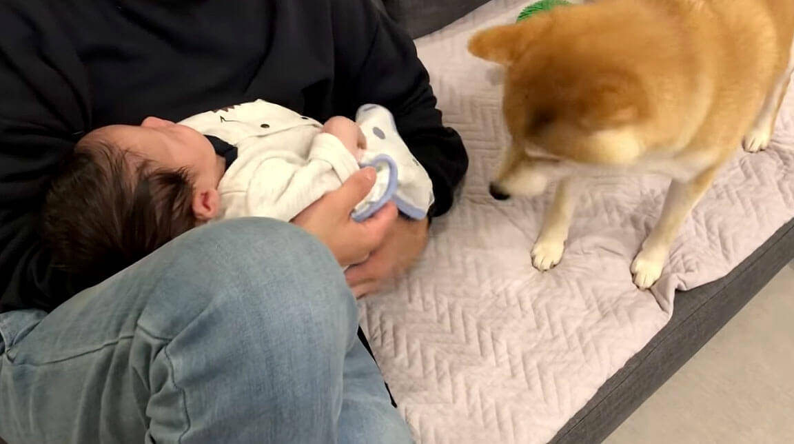パパに抱っこされる赤ちゃんに嫉妬して ジリジリとお膝の上に侵食していく柴犬が可愛いすぎる 動画 年2月8日 エキサイトニュース