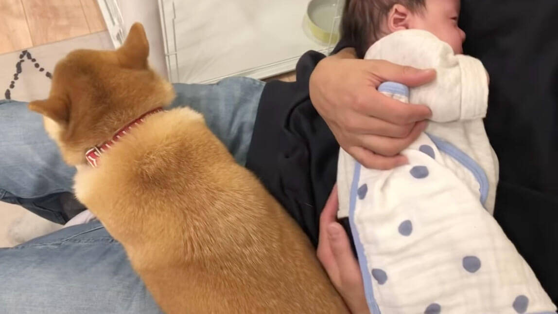 パパに抱っこされる赤ちゃんに嫉妬して、ジリジリとお膝の上に侵食していく柴犬が可愛いすぎる【動画】 (2020年2月8日) エキサイト