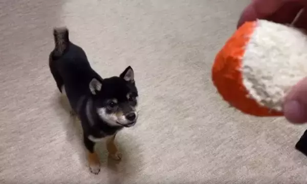 何かあるかな〜…台の下に入ったボールを探したら、ボールより『探すこと』の楽しさに気づいてしまった柴犬。【動画】