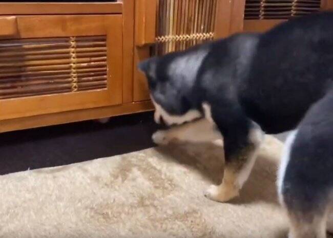 何かあるかな〜…台の下に入ったボールを探したら、ボールより『探すこと』の楽しさに気づいてしまった柴犬。【動画】