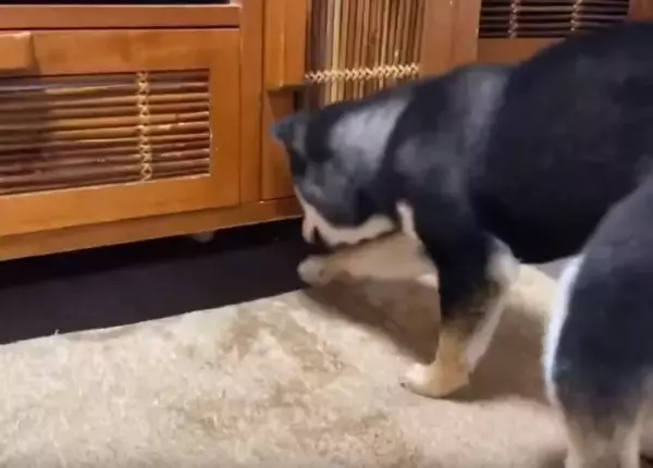 「何かあるかな〜…台の下に入ったボールを探したら、ボールより『探すこと』の楽しさに気づいてしまった柴犬。【動画】」の画像