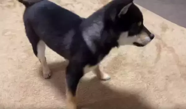 「何かあるかな〜…台の下に入ったボールを探したら、ボールより『探すこと』の楽しさに気づいてしまった柴犬。【動画】」の画像