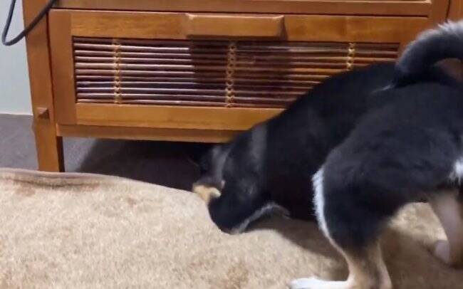 何かあるかな〜…台の下に入ったボールを探したら、ボールより『探すこと』の楽しさに気づいてしまった柴犬。【動画】