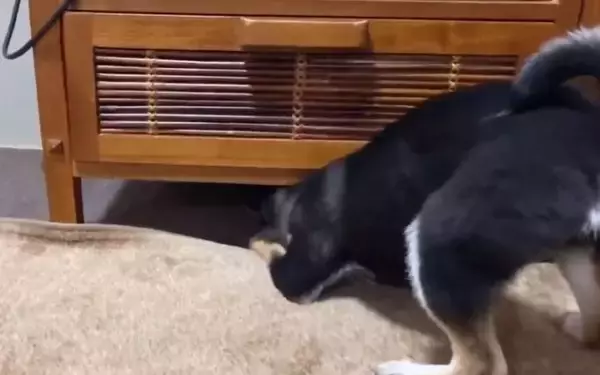 「何かあるかな〜…台の下に入ったボールを探したら、ボールより『探すこと』の楽しさに気づいてしまった柴犬。【動画】」の画像