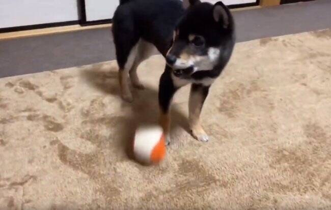 何かあるかな〜…台の下に入ったボールを探したら、ボールより『探すこと』の楽しさに気づいてしまった柴犬。【動画】