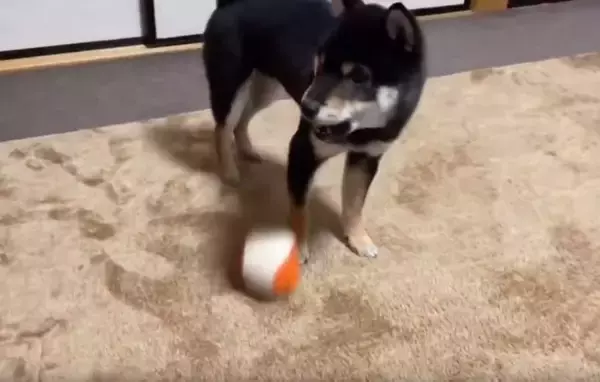 「何かあるかな〜…台の下に入ったボールを探したら、ボールより『探すこと』の楽しさに気づいてしまった柴犬。【動画】」の画像
