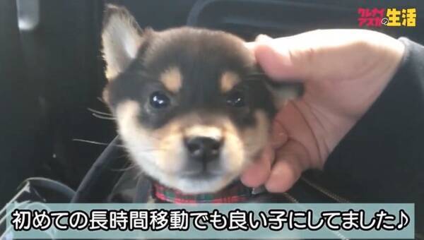 25倍もデカイ 生まれて初めて大型犬に対面した柴犬パピー その反応は ああもう守ってあげたいよ 動画 年4月1日 エキサイトニュース