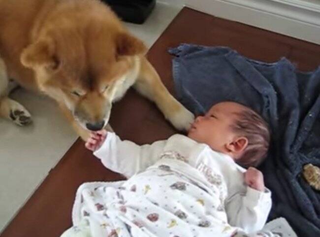 柴犬が お家に生まれた赤ちゃんと初対面 とまどいから 成長し仲良しになった姿に胸がジーン 動画 年2月17日 エキサイトニュース