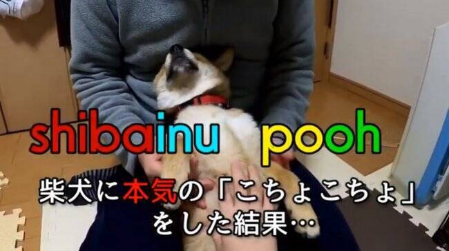 何するの 柴犬に飼い主が ガチで本気のコチョコチョ をしてみたら 想定外すぎる反応が笑えた 動画 年3月10日 エキサイトニュース