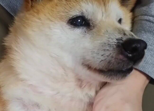 これは 柴犬が くしゃみ をする寸前のお顔です こんなに可愛い顔でクシュンッ とか反則すぎだろ 動画 年2月14日 エキサイトニュース