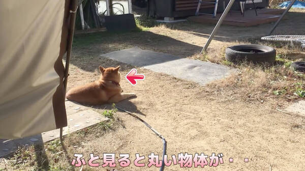 まん丸後頭部を携えながら キリッと番犬業に勤しむ柴犬 その甘辛ギャップを 後方からコッソリ堪能させてもらう 動画 年3月11日 エキサイトニュース