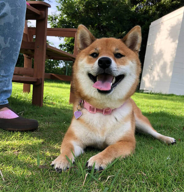 前足の上に手を置くと 更に上に乗せ返す柴犬 重ね手叩き で遊んでみたら 彼らの頑固がむき出しに 動画 年2月22日 エキサイトニュース